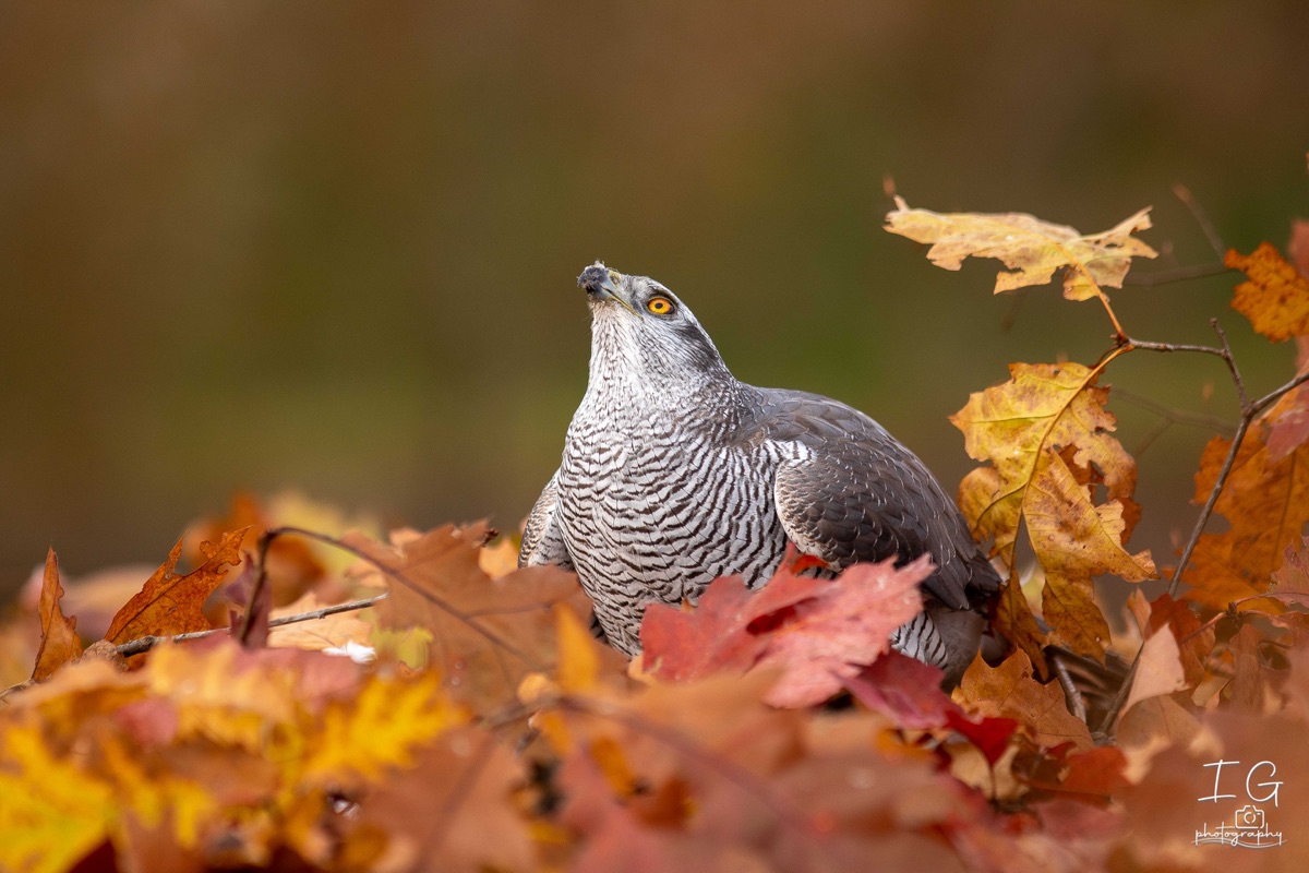  5D49678 31 oktober 2021 1514 32